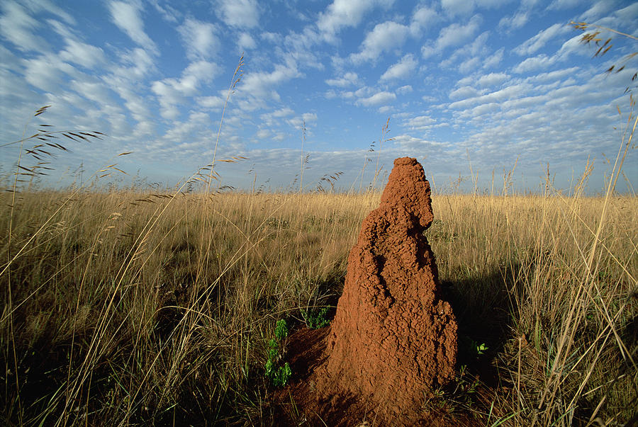 Termite Mound In Cerrado Grassland Emas Photograph by Tui De Roy