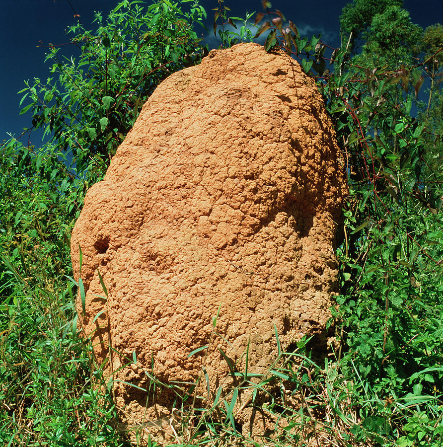 Wildlife Photograph - Termite Mound by Mark De Fraeye/science Photo Library
