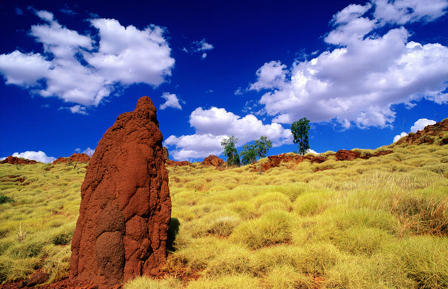 Termite Mounds In Outback Photograph by John W Banagan