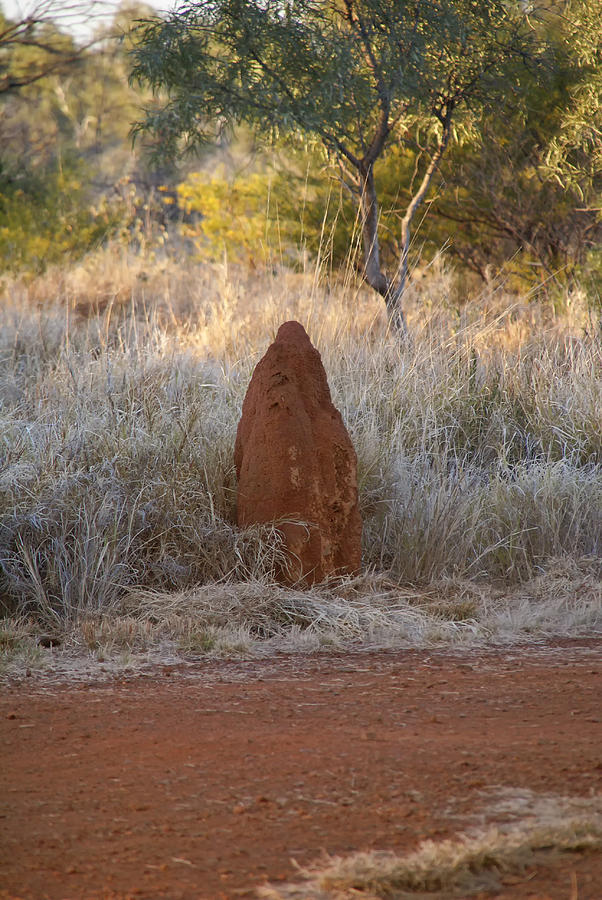 Termite Mounds In The Long Grass Digital Art