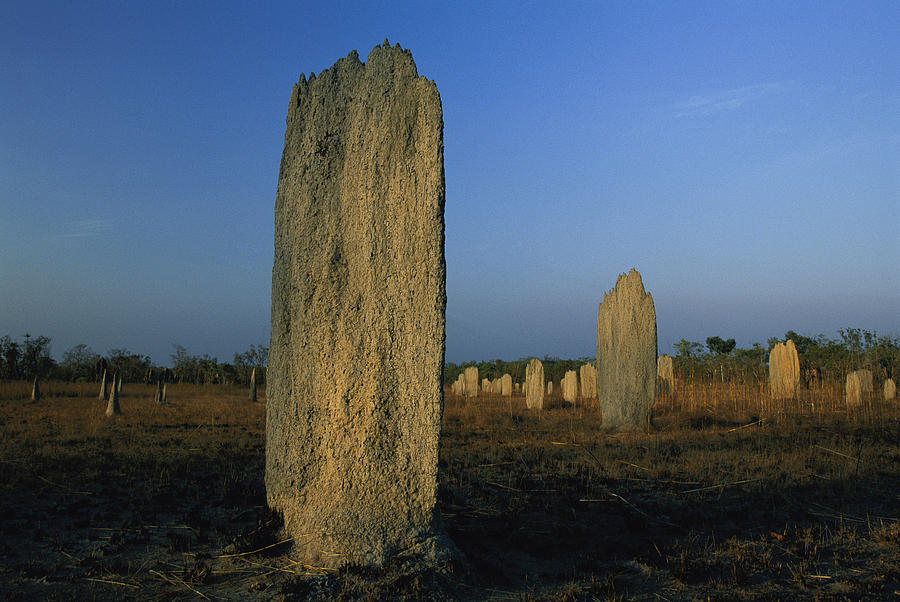 Carbon Photograph - Termite Mounds Stand In A Field by Peter Essick