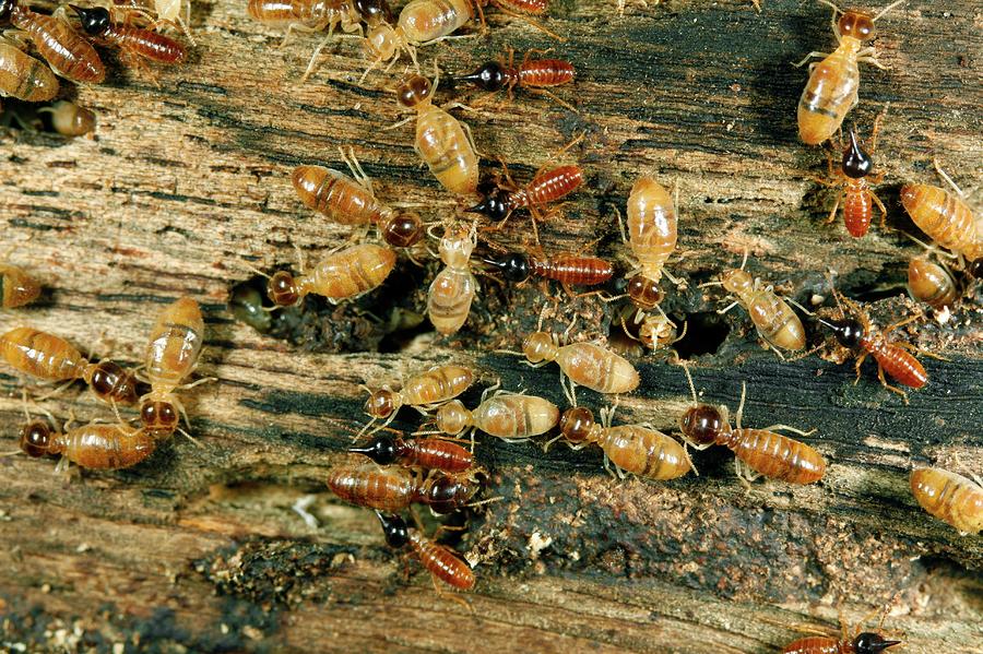 Termites Feeding Photograph by Dr Morley Read/science Photo Library