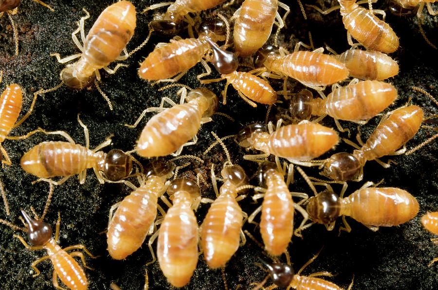 Termites Photograph by Sinclair Stammers/science Photo Library - Fine ...