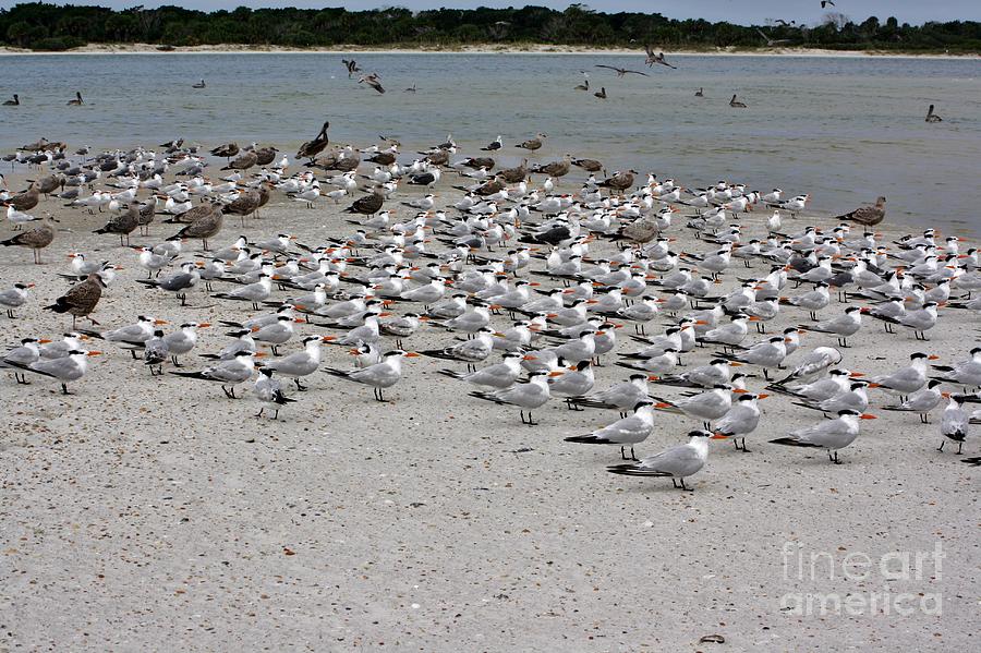 Tern Ahead Photograph