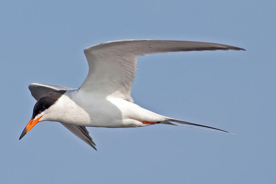 Tern in Flight at Horicon Marsh Photograph by Natural Focal Point ...