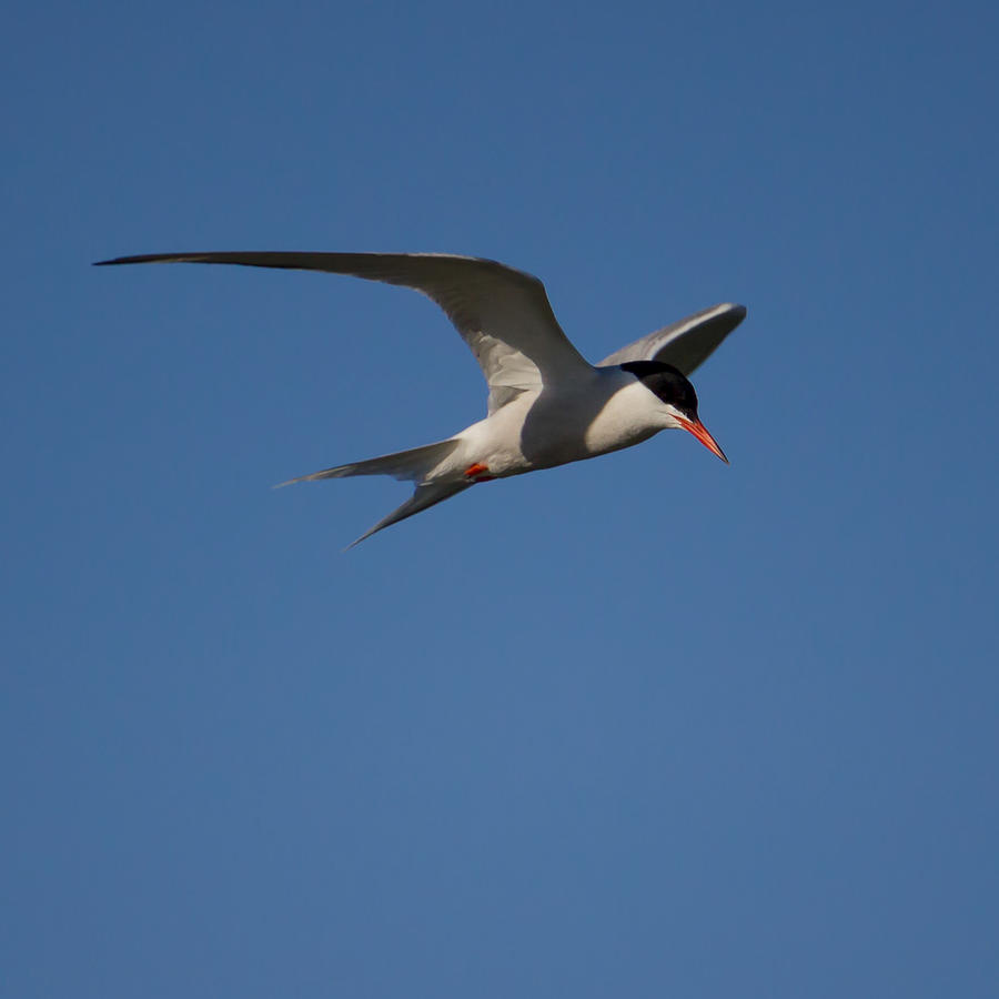 Tern in Flight Photograph by Kirkodd Photography Of New England
