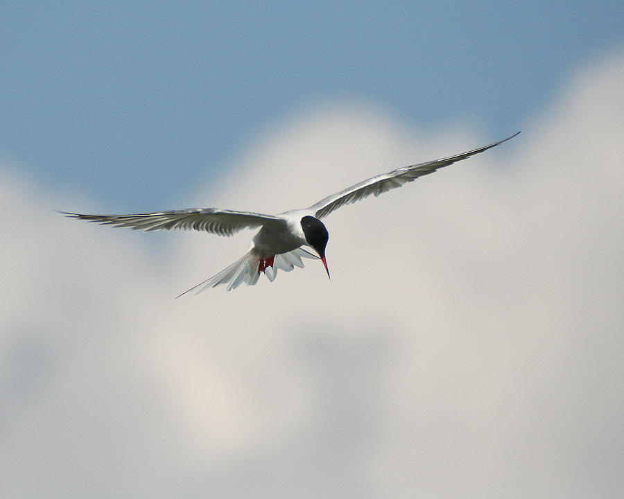 Tern in Flight Photograph by William Selander