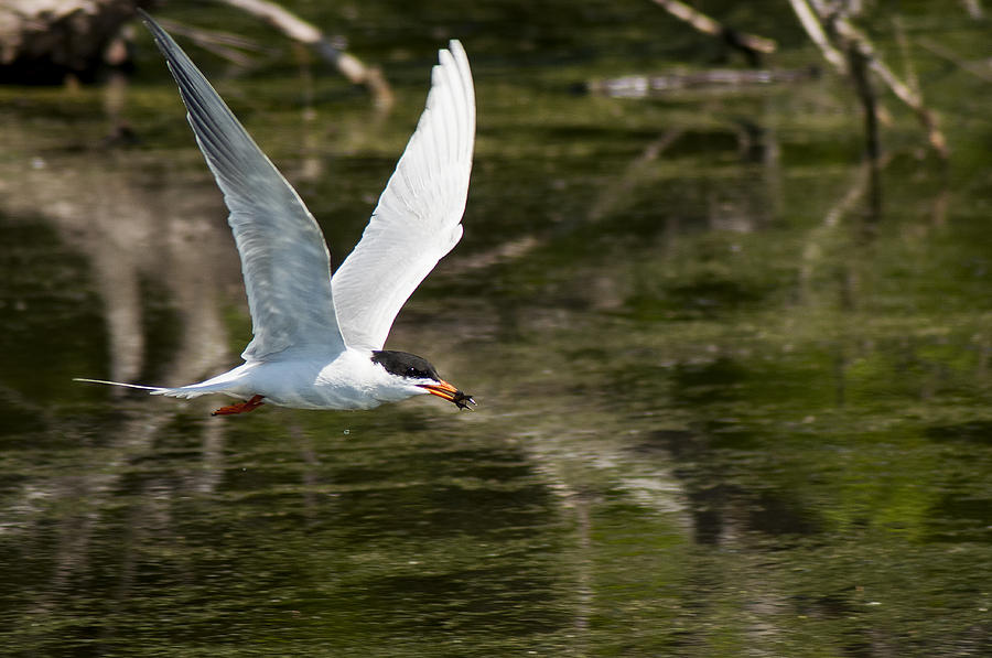 Tern Photograph