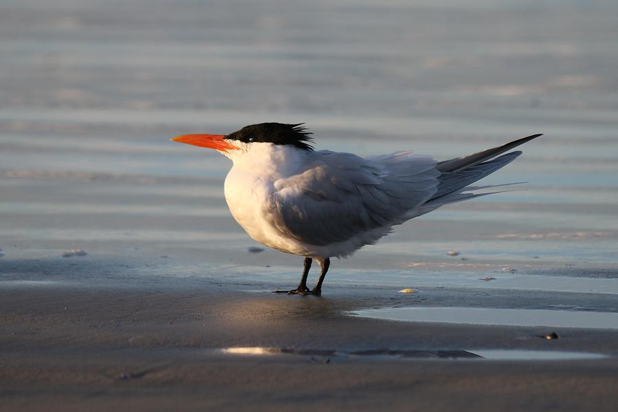 Tern on the beach - 2  Photograph by Christy Pooschke