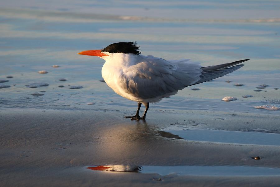 Tern on the Beach  Photograph by Christy Pooschke
