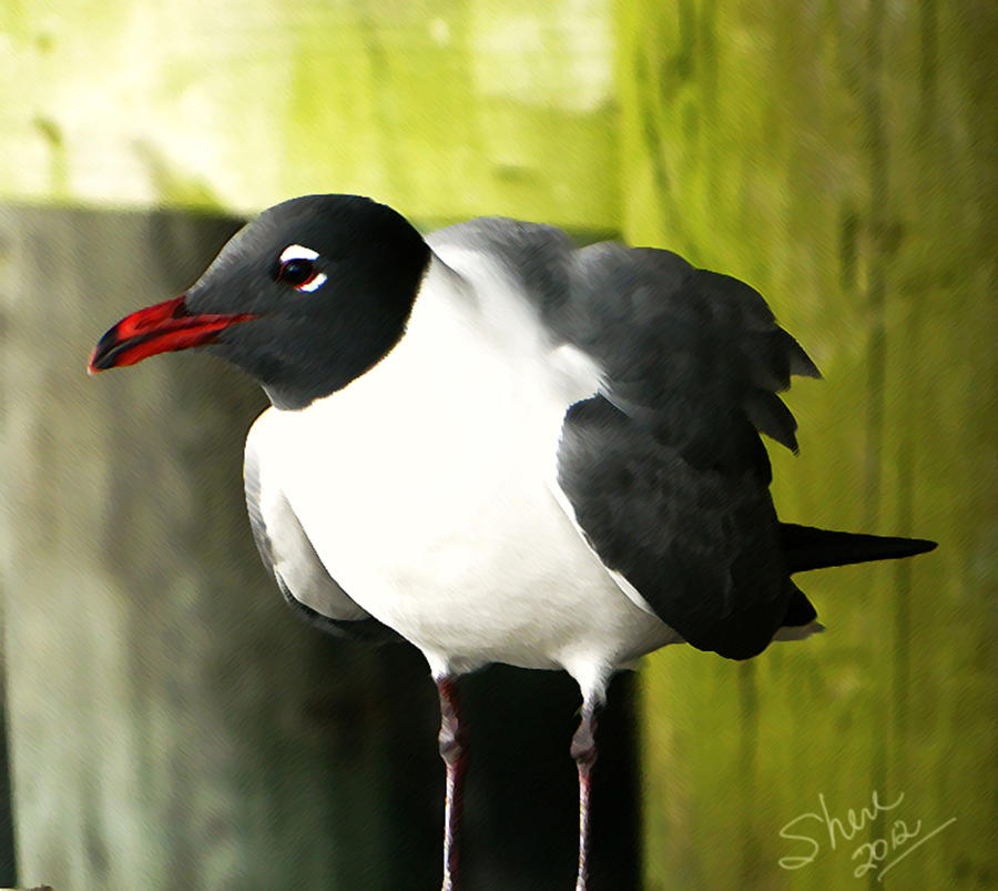 Tern Painting