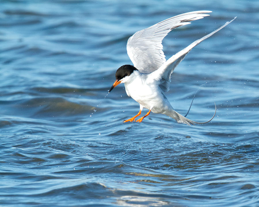 Forsters Tern Taking Flight Photograph By Steve Kaye 8238