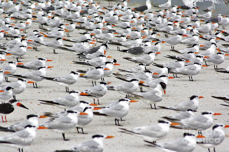 Tern Tern Tern Photograph