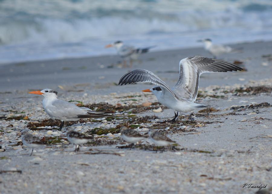 Royal Tern Photograph - Terning It Up by Patricia Twardzik