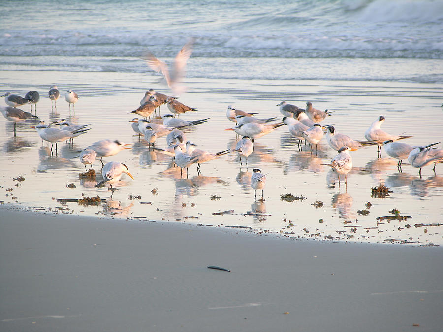 Terns And Gulls  Photograph by Julianne Felton