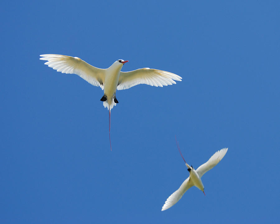 Terns in Flight 3 Photograph by Marida Lin - Fine Art America