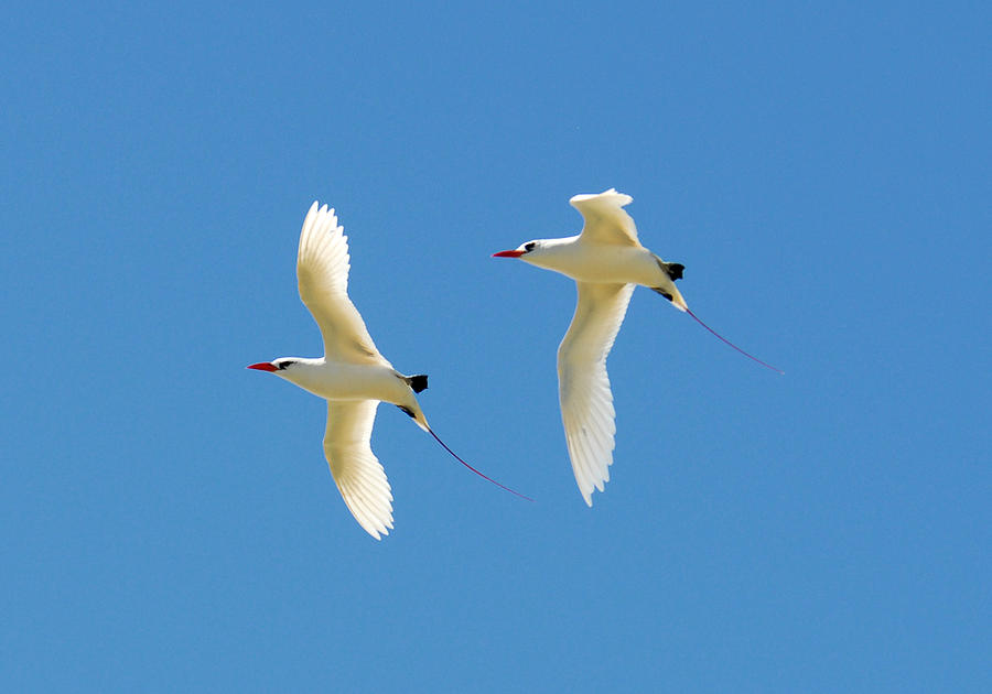 Terns in Flight 4 Photograph by Marida Lin - Fine Art America