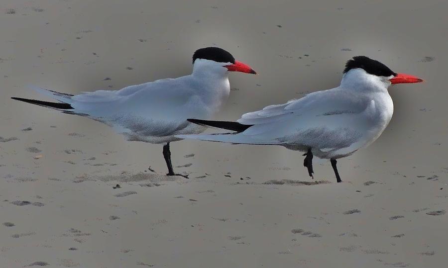 Terns in the Wind Photograph by Helen Carson