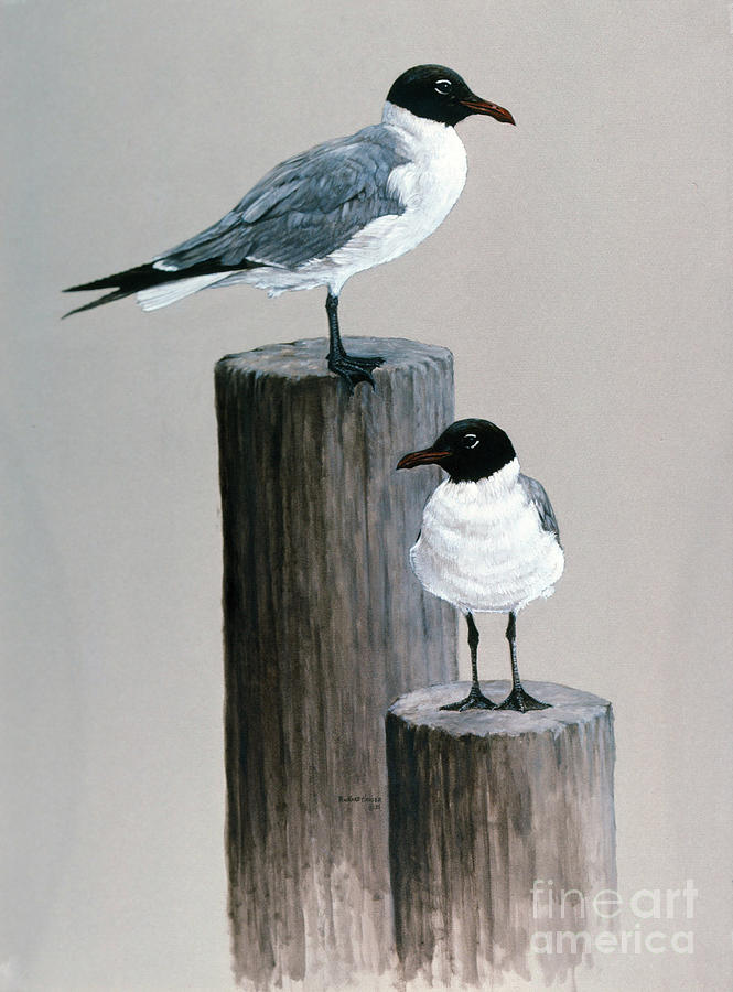 Bird Painting - Terns on Pilings by Richard Hauser