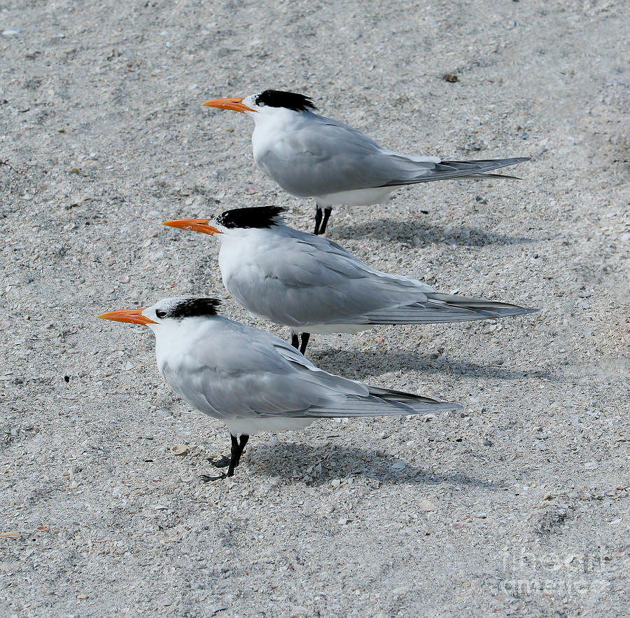 Terns Times Three Photograph by Clare VanderVeen