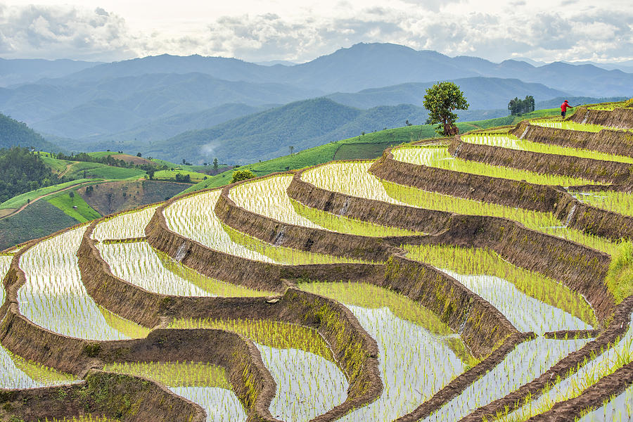 Terrace Rice Field at Pa Bong Piang Hill Tribe Village in Rainy Season Photograph by DoctorEgg