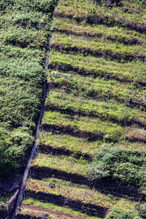 Terraced Fields In Madeira Photograph by Dr Juerg Alean
