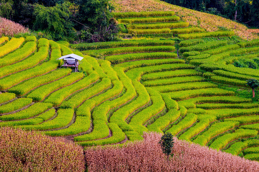 Terraced rice field Photograph by Mantaphoto
