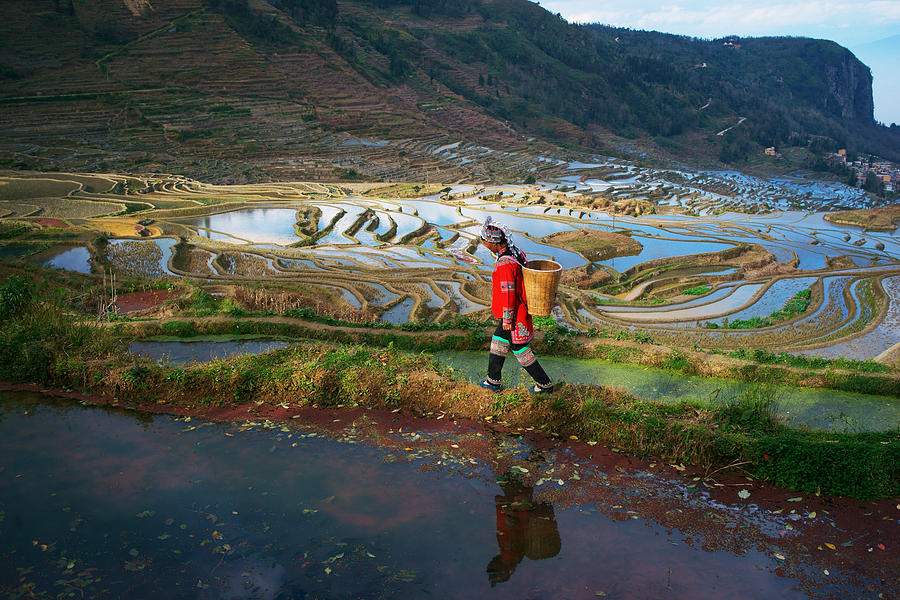 Terraced rice fields in Yuanyang county, Yunnan, China Photograph by Redtea