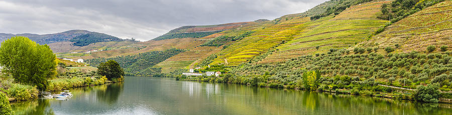 Terraced vineyards and olive groves along the Douro River. Photograph by OGphoto