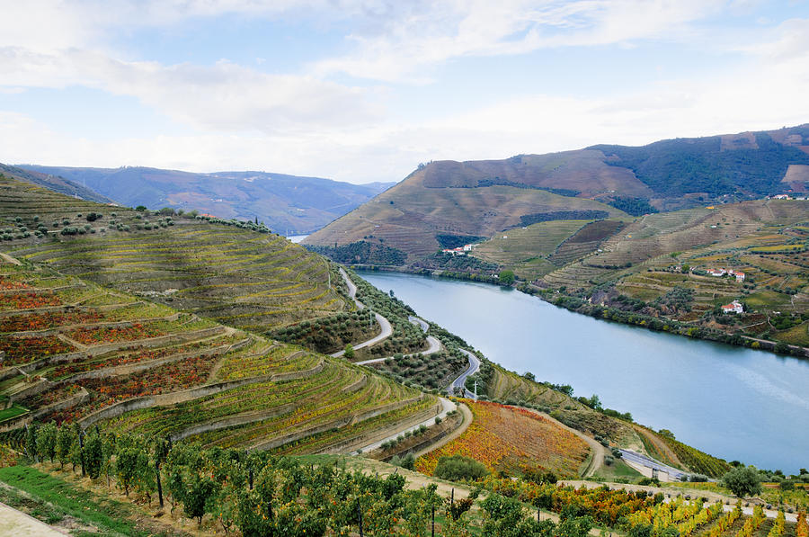 Terraced vineyards in autumn Photograph by OGphoto
