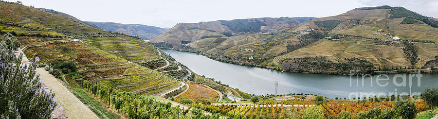 Terraced Vineyards in Autumn Photograph by Oscar Gutierrez