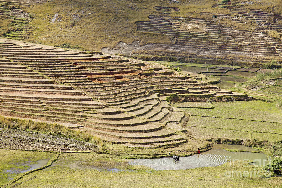 Terraces and paddy fields Photograph by Liz Leyden