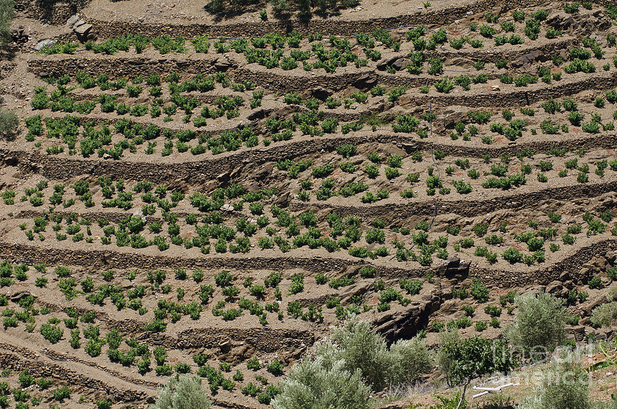 Terracing in Andalucia Photograph by Rod Jones