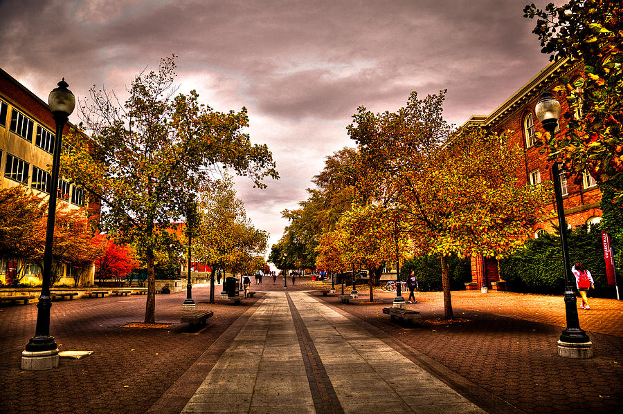 Terrell Mall on the Washington State Campus Photograph by David Patterson