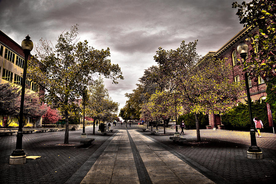 Terrell Mall on the WSU Campus Photograph by David Patterson