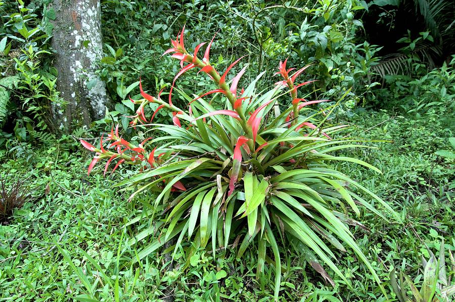 Nature Photograph - Terrestrial Bromeliad by Sinclair Stammers/science Photo Library