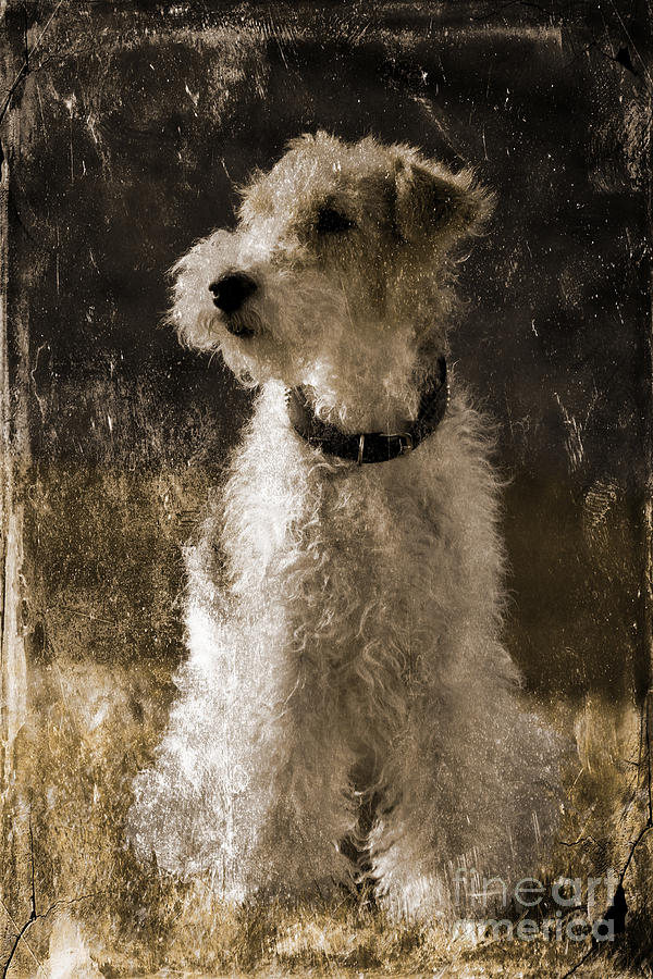 Terrier antique Photograph by Lutz Baar