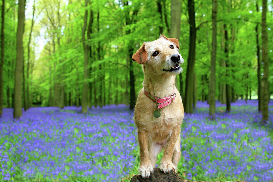 Terrier Bluebell Woods | Her Photograph by Www.bridgetdavey.com