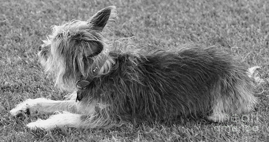 Terrier Photograph by Cassandra Buckley