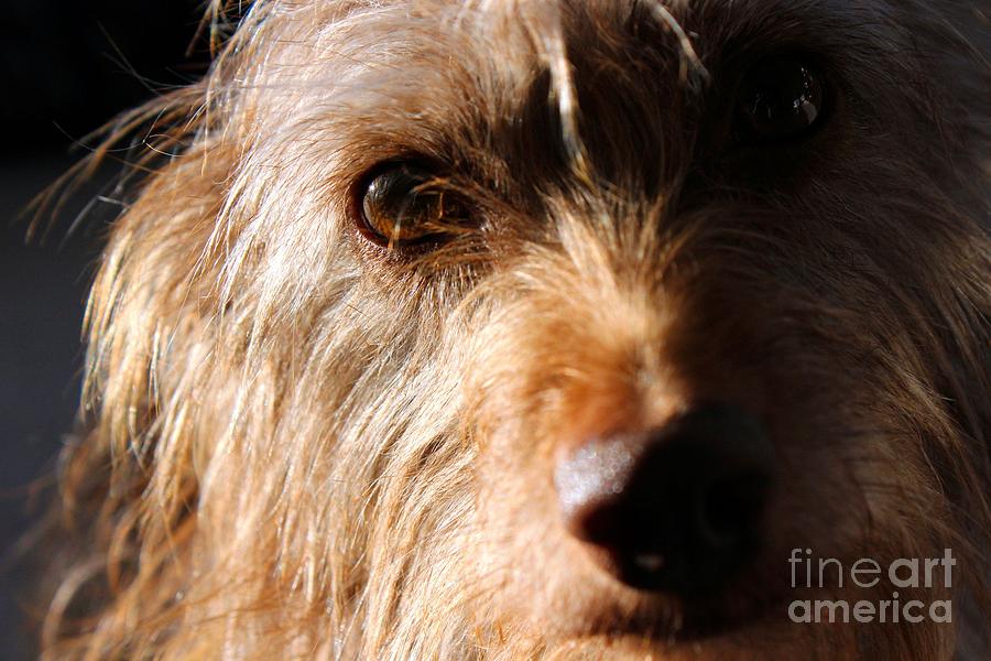 Terrier Closeup Photograph by Janice Byer