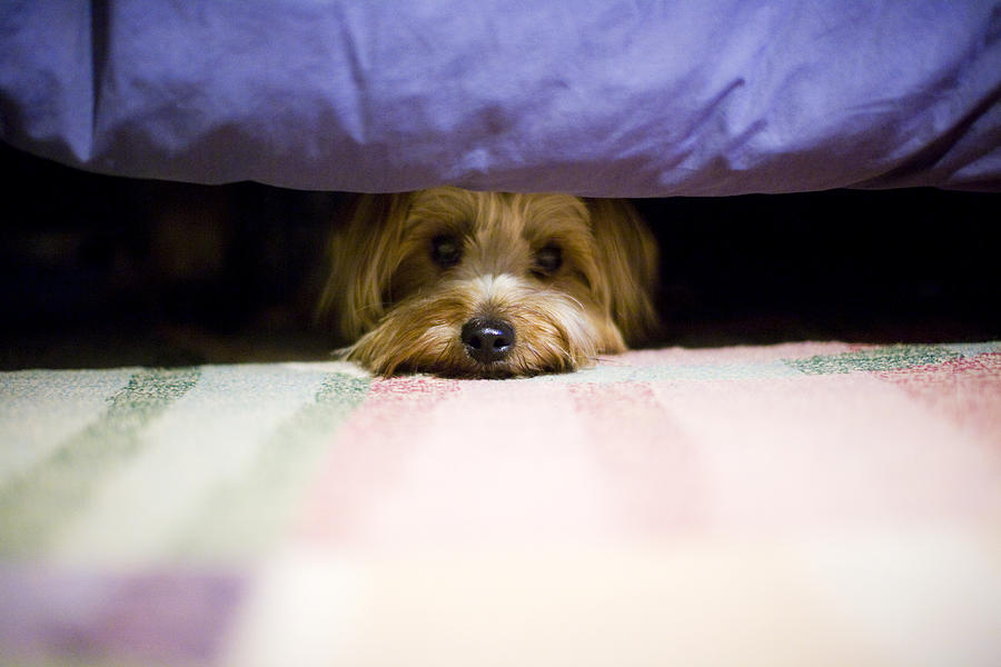 Terrier Dog Hiding Under A Bed. Photograph by Vanessa Van Ryzin, Mindful Motion Photography