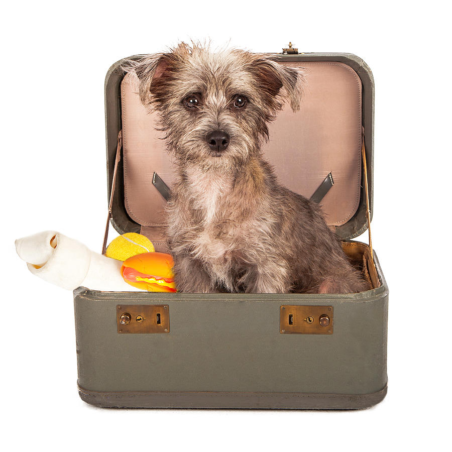 Dog Photograph - Terrier Dog in Suitcase by Good Focused