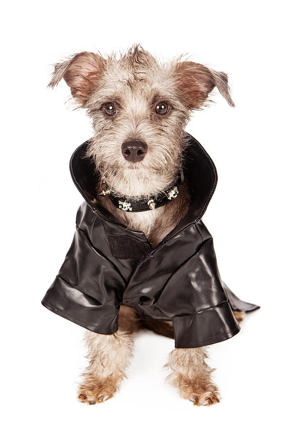 Animal Photograph - Terrier Dog With Spiked Collar and Leather Jacket by Good Focused