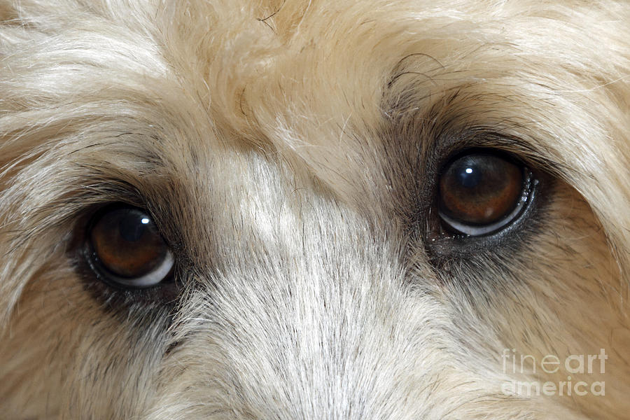 Terrier eyes Photograph by John Van Decker