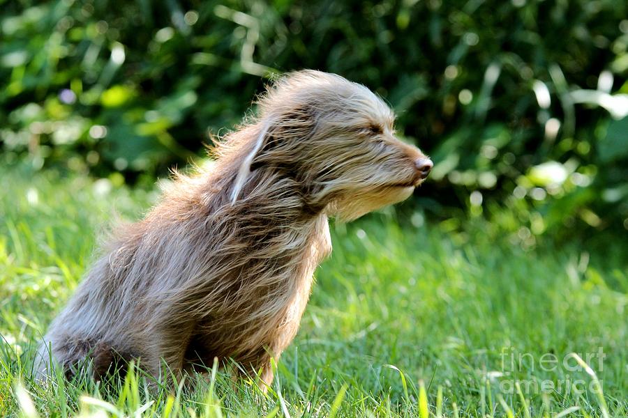 Terrier In The Wind Photograph