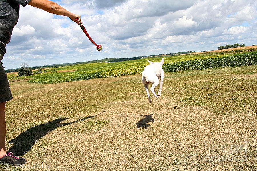 Terrier Levitation Photograph by Susan Herber