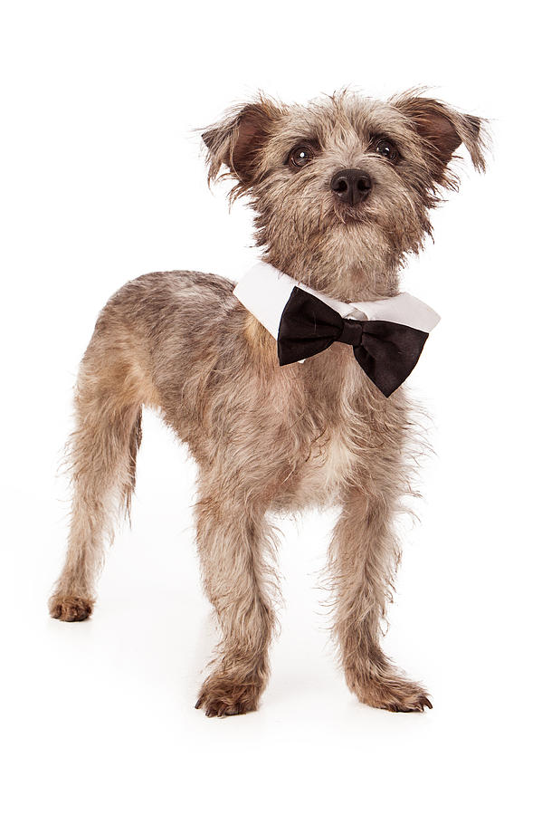 Dog Photograph - Terrier Mix Wearing Bow Tie by Good Focused