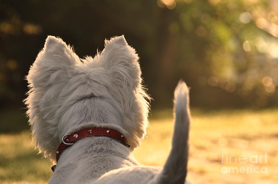 Dog Photograph - Terrier by Paula Sharlea