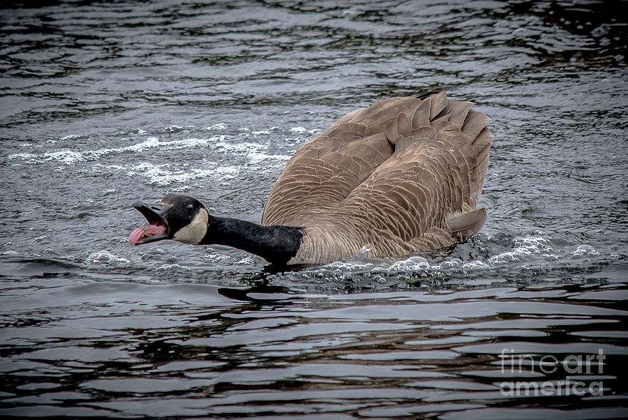 Territorial Canadian Goose Photograph by Cheryl Baxter