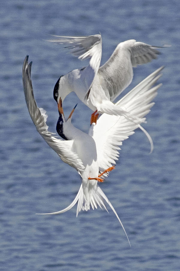 Bird Photograph - Territorial Dispute -- Terns Fighting in Midair by Hal Beral by   California Coastal Commission